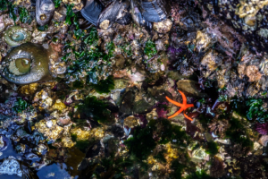 8.8.2017 - Salt Creek Recreation Area, Tide Pooling, Blood Sea Star