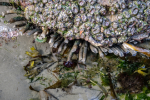 8.8.2017 - Salt Creek Recreation Area, Tide , Tube Worms