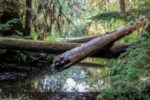 8.8.2017 - Olympic NP,  Sol Duc Campground
