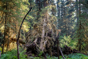 8.8.2017 - Olympic NP, Wanderung zu den Sol Duc Falls