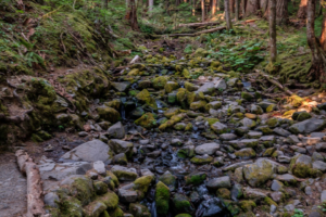 8.8.2017 - Olympic NP, Wanderung zu den Sol Duc Falls