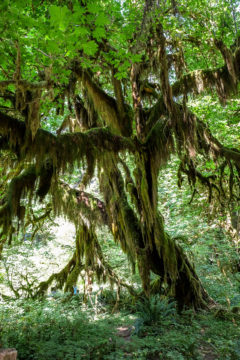 10.8.2017 - Olympic NP, Hoh Rain Forest, Hall of Mosses Trail