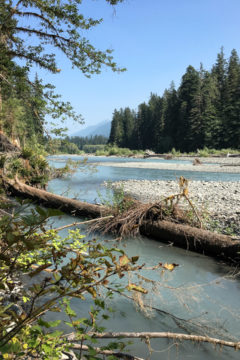 10.8.2017 - Olympic NP, Hoh Rain Forest, Hoh Rain Trail