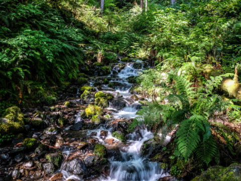 10.8.2017 - Olympic NP, Hoh Rain Forest, Hoh Rain Trail