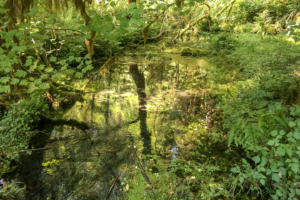 10.8.2017 - Olympic NP, Hoh Rain Forest, Hoh Rain Trail