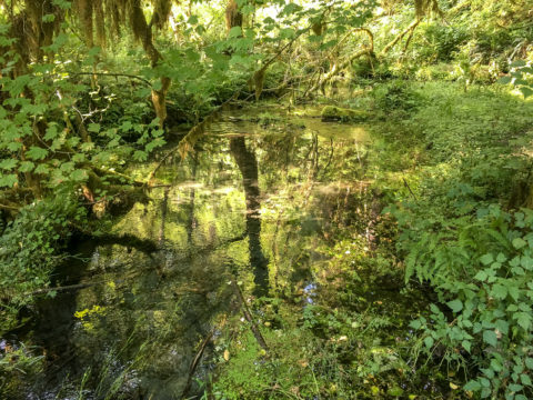 10.8.2017 - Olympic NP, Hoh Rain Forest, Hoh Rain Trail
