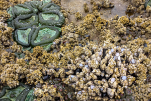 11.8.2017 - Olympic NP, Kalaloch, Tide Pooling, Anemone
