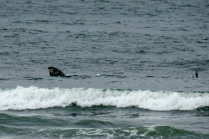 11.8.2017 - Olympic NP, Kalaloch, Grauwale