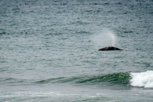 11.8.2017 - Olympic NP, Kalaloch, Grauwale