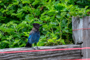 11.8.2017 - Olympic NP, Kalaloch Campground, Stellars Jay