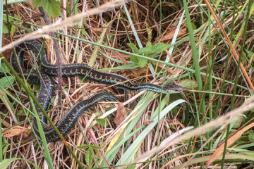13.8.2017 - Cape Disappointment SP: Northwestern Garter Snake