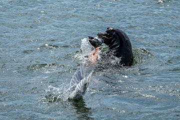 13.8.2017 - Astoria, Seelöwen am Pier 36 - Streit mit den Möwen um den Fisch