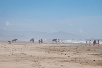 13.8.2017 - Nehalem Bay SP: Pferde am Strand