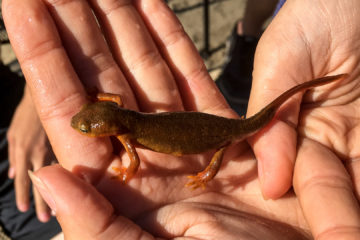 16.8.2017 - Jessie M Honeyman SP, Lake Cleawox: Rough-skinned Newt