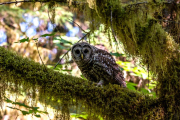 17.8.2017 - Paradise in Oregon, Spotted Owl