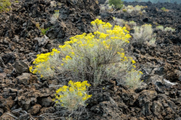 18.8.2017 - Cinder Cone Lava Flow, Newberry Volcanic NM