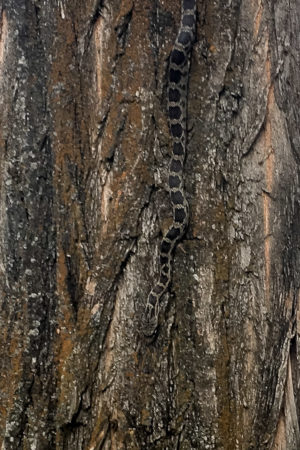 21.8.2017 - Horsethief Lake SP, Gopher Snake