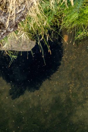 22.8.2017 - Horsethief Lake SP, dichte Fischschwärme