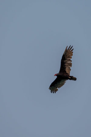 22.8.2017 - Horsethief Lake SP, Turkey Vulture