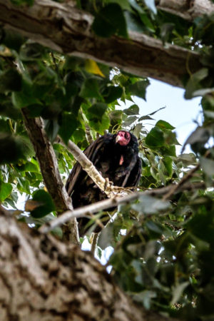 22.8.2017 - Horsethief Lake SP, Turkey Vulture