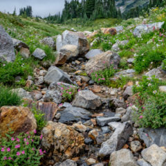 24.8.2017 - Mt.Rainier NP, Skyline Trail Wanderung