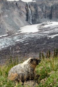 24.8.2017 - Mt.Rainier NP, Skyline Trail Wanderung