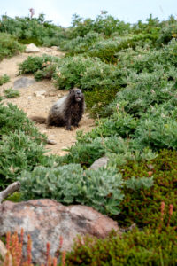 24.8.2017 - Mt.Rainier NP, Skyline Trail Wanderung