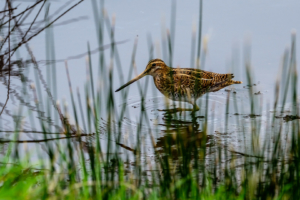 14.10.2017 - St.Mary's, Lower Moors, Common Snipe (Bekassine)