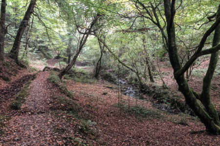 15.10.2017 - Helford, Wanderung Frenchman Creek