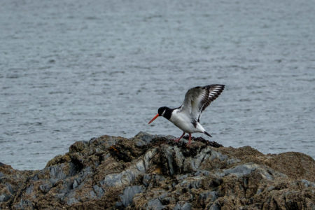 28.10.2017 - Helford Wanderung; Oyster Catcher