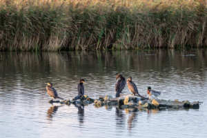 4.11.2017 - RSPB, Lake Radipole