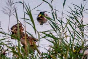 4.11.2017 - RSPB, Lake Radipole