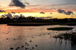 4.11.2017 - RSPB, Lake Radipole