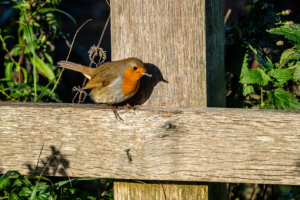 5.11.2017 - RSPB Lodmoor