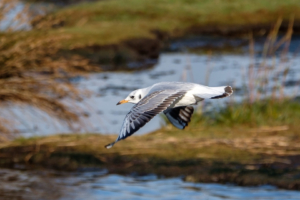 5.11.2017 - RSPB Lodmoor