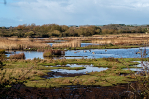 5.11.2017 - RSPB Lodmoor