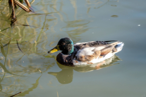 5.11.2017 - RSPB Lodmoor