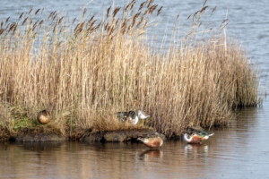 5.11.2017 - RSPB Lodmoor