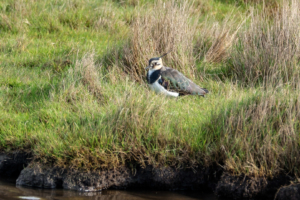 5.11.2017 - RSPB Lodmoor