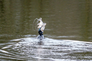 10.3.2018: Stauweiher am Waldstadion - Kormoran frisst eine Brasse