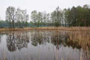 Wunderschön, das Naturschutzgebiet Schwalm-Nette.