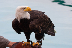 16.7.2009: Aquarium und Vogelschau in Audierne: Weißkopfseeadler !! :-))