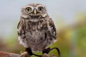 Aquarium und Vogelschau in Audierne: Kauz