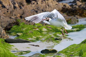 Tiere, Pools und Stöbern bei Ebbe