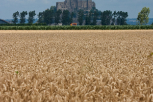 Auf der Rückreise: Mont St. Michel