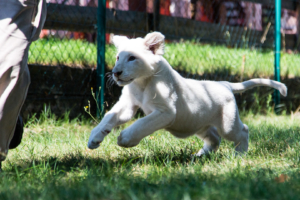 Kikuyu - 3,5 Monate altes weißes Löwenbaby