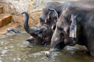 22.2.2015: Tierpark Friedrichsfelde - Elefanten