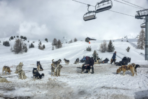 31.3.2018: Schlittenhunde in Plagne Village