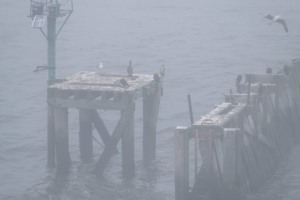 15.8.2018: River Tyne im Nebel