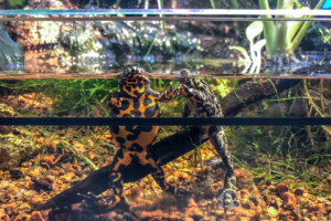 4.6.: Naturalis, Leiden (Oriental fire-bellied toad - Chinesische Rotbauchunke)